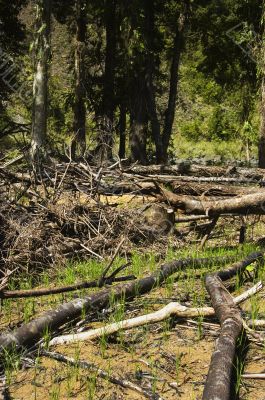 Forest Destruction Forest Destruction
