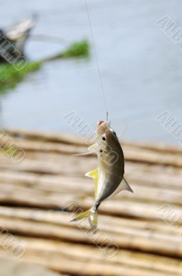 Fishing Fishing