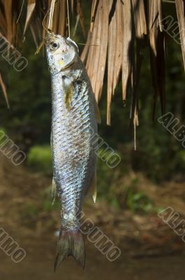 Freshwater Fish Freshwater Fish