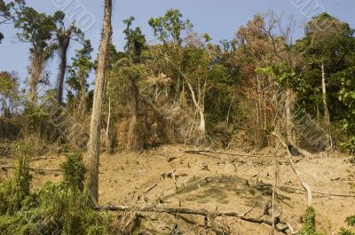 Forest Destruction