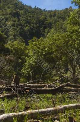 Forest Destruction Forest Destruction