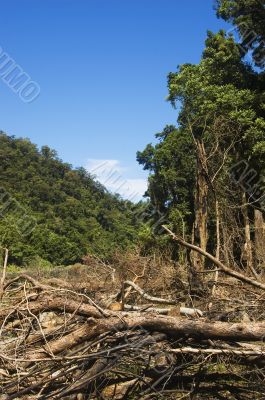 Forest Destruction Forest Destruction