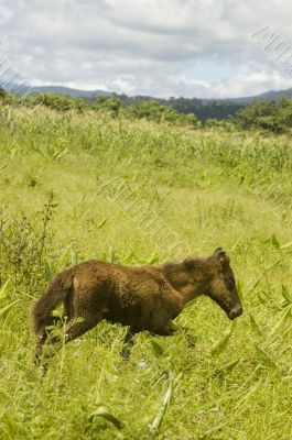Foal Foal