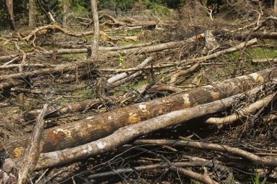 Forest Destruction Forest Destruction