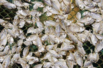 Dried Fish Dried Fish