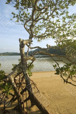 Mangrove Trees Mangrove Trees