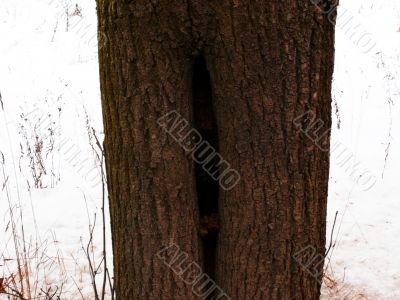 Tree trunk with a crevice