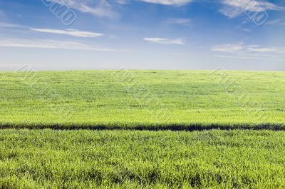 Crop field Crop field