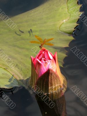 Water lily Water lily