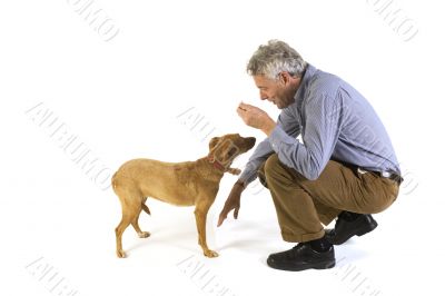 training the dog obedience