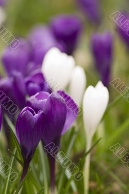 crocus crocus
