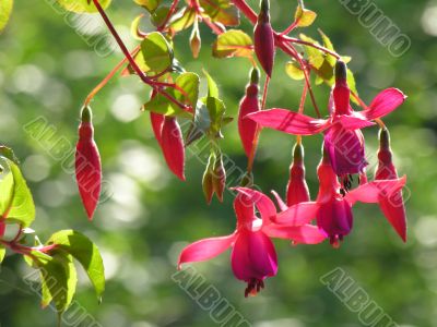 beautiful flowerses to rose fuchsia under sun