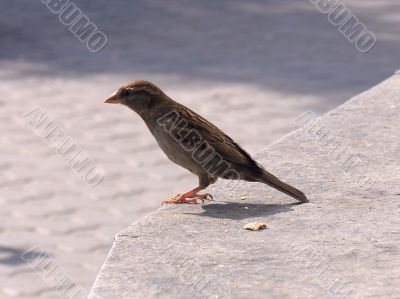 small sparrow birdie at the Moscow Zoo