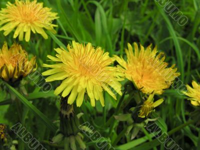 yellow flowerses on solar glade