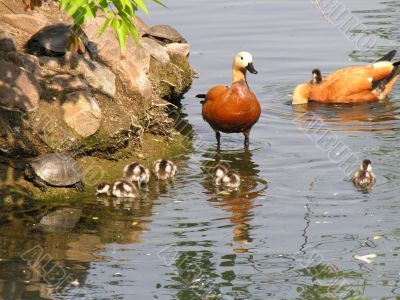 ducks sail near coast on which creep terrapins