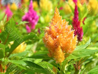 orange and pink flowers orange and pink flowers