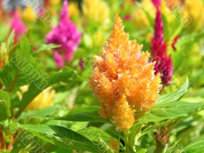 orange and pink flowers