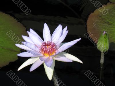Water lily