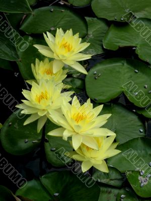 Water lilies Water lilies