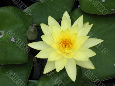 Water lily Water lily