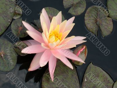 Water lily