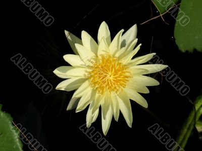 Water lily Water lily