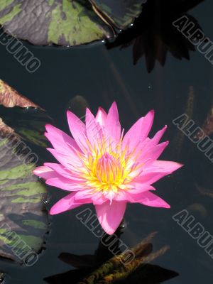 Water lily Water lily