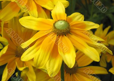 Black-eyed susan