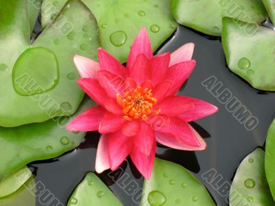 Water lily