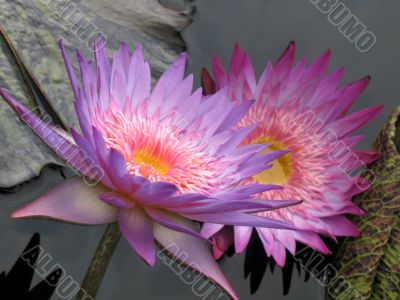 Water lilies Water lilies