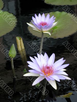 Water lilies Water lilies