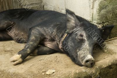 Black Pig Resting