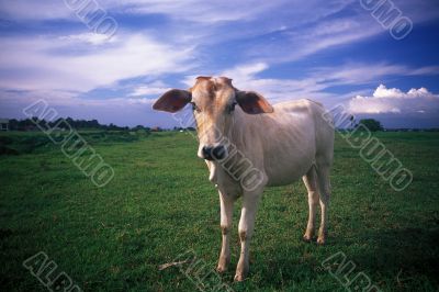 Cow