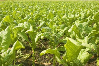 Tobacco Plantation