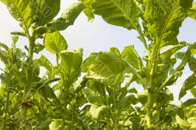 Tobacco Plantation