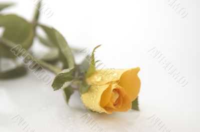 Yellow Rose