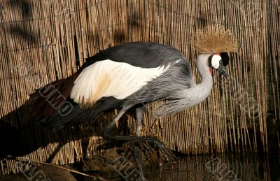 Gray crown crane