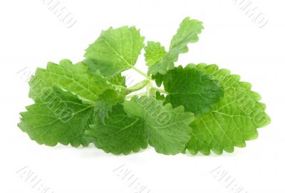 lemon balm on white