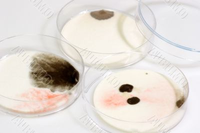 Petri Dishes