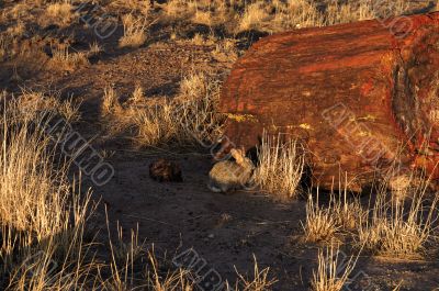 A rabbit in a Petrified forest
