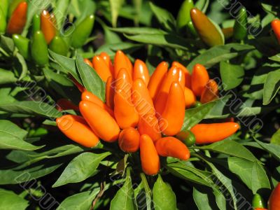 Ornamental pepper Ornamental pepper