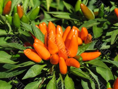 Ornamental pepper