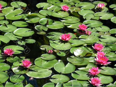 Water lilies Water lilies