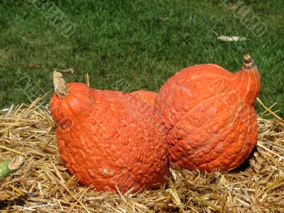 Pumpkins Pumpkins