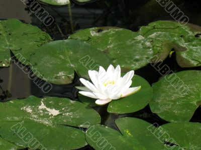 Water lily Water lily