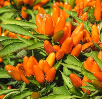 Ornamental pepper