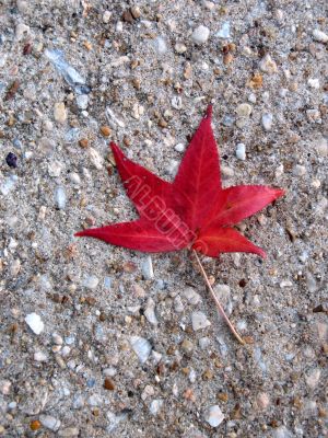 Red leaf