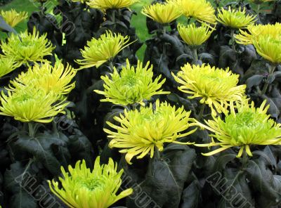 Chrysanthemums Chrysanthemums