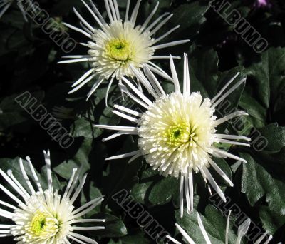 Chrysanthemums Chrysanthemums