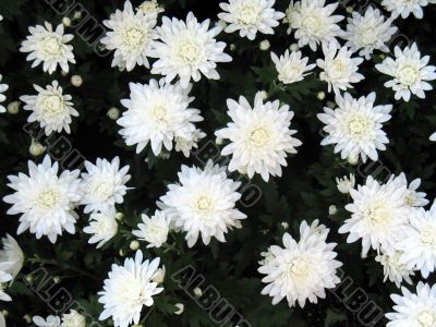 Chrysanthemums Chrysanthemums